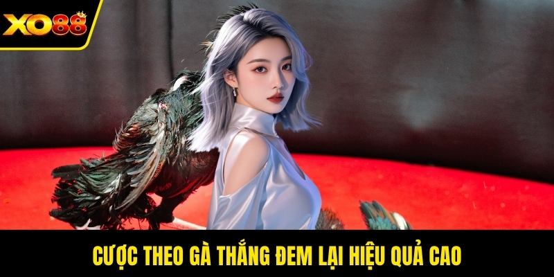 Cược theo gà thắng đem lại hiệu quả cao