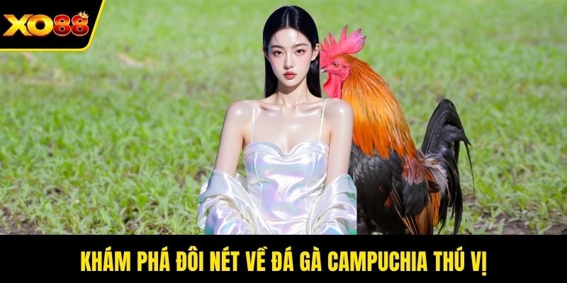 Khám phá đôi nét về đá gà Campuchia thú vị